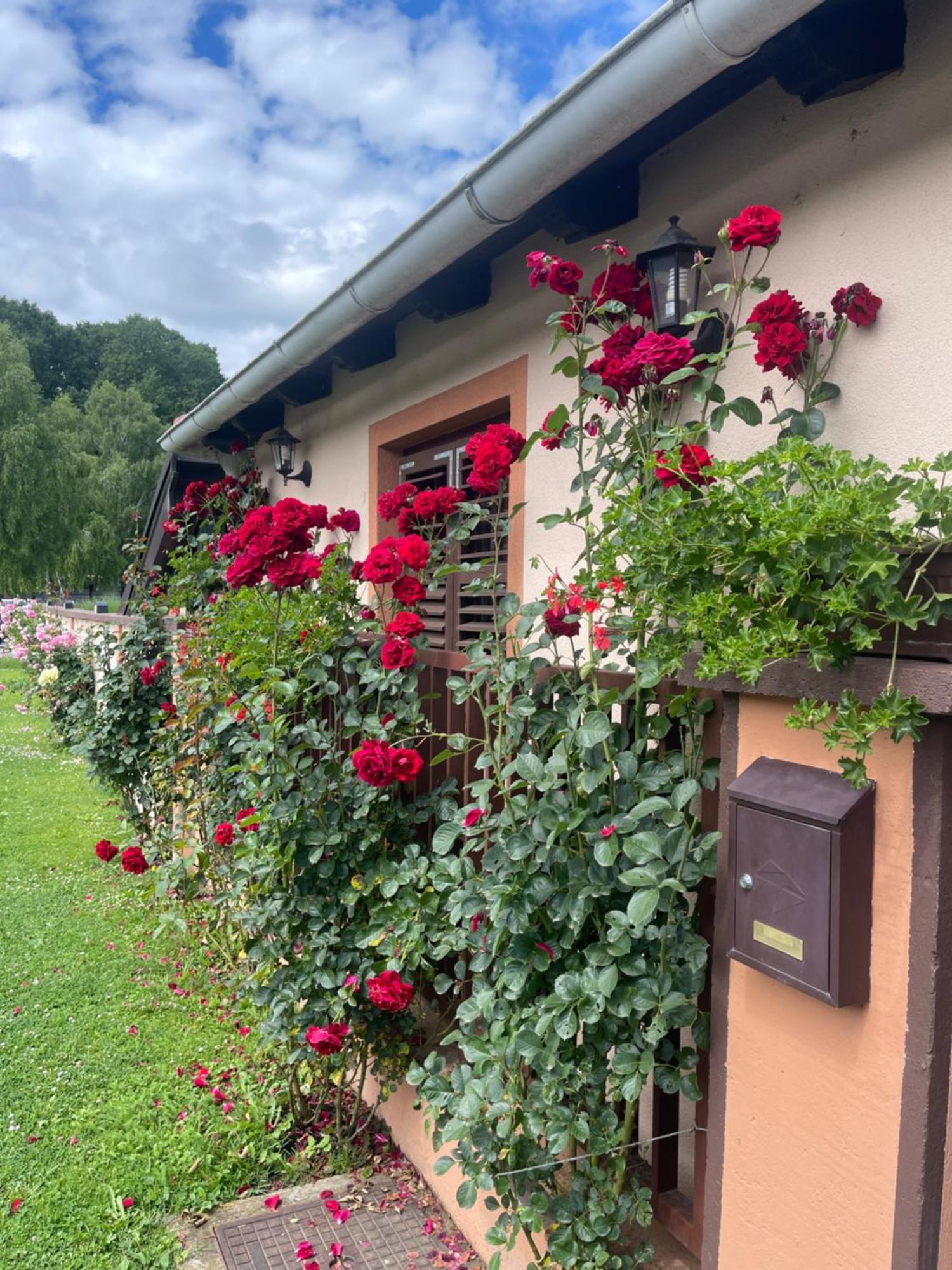 Bed and Breakfast Sobe Glavas Garesnica Exterior foto
